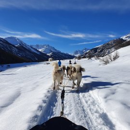 chiens de traineaux et paysage en hiver dans les Alpes du sud